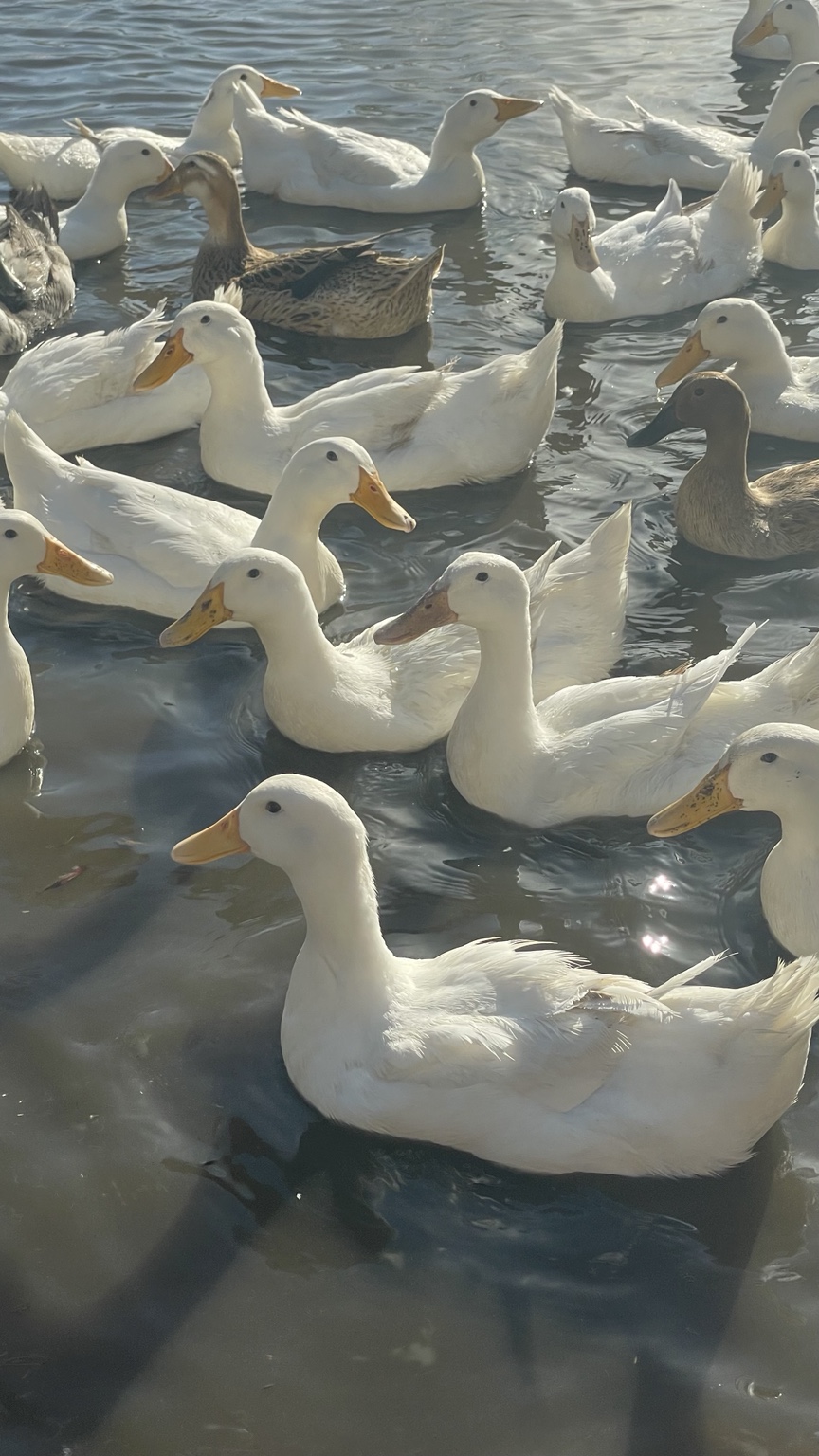 Ducks on the water